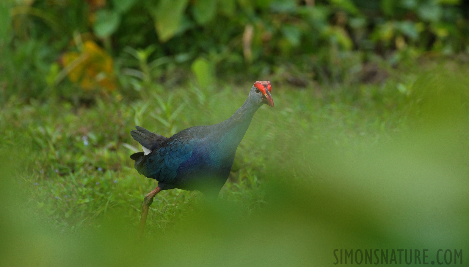 Porphyrio poliocephalus poliocephalus [550 mm, 1/1250 sec at f / 8.0, ISO 2500]